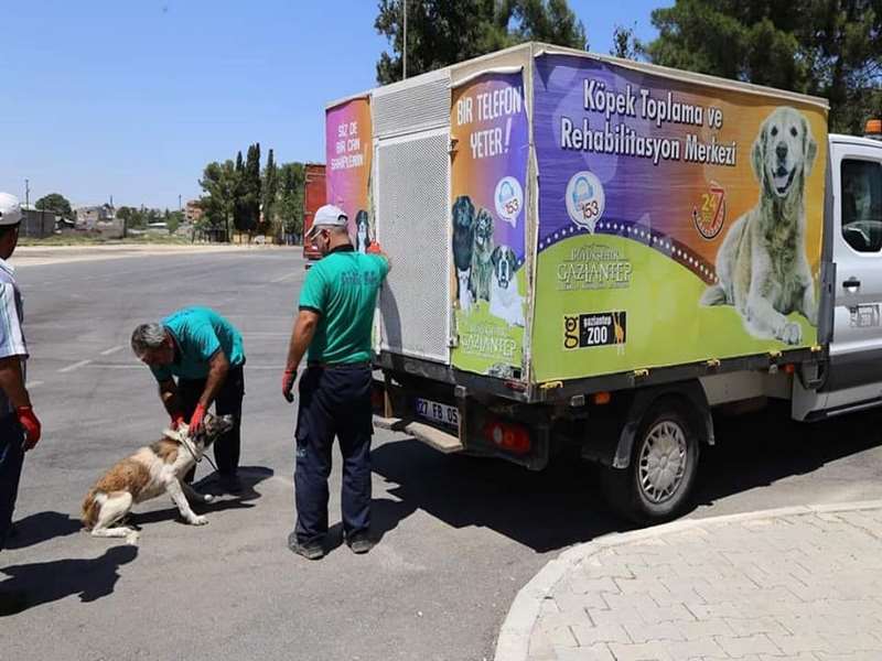 Nizip ilçesinde başı boş olan köpekler toplanıyor