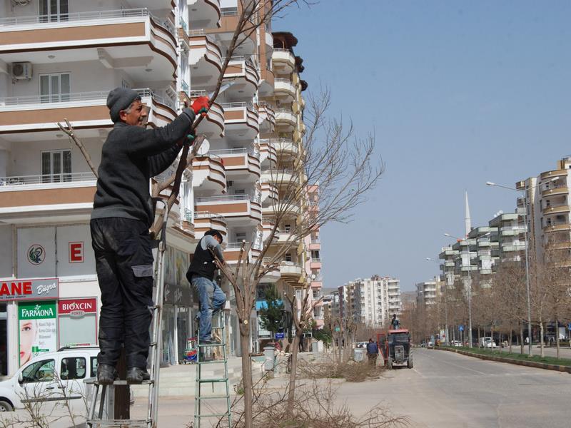 NİZİPTE AĞAÇ BUDAMA 