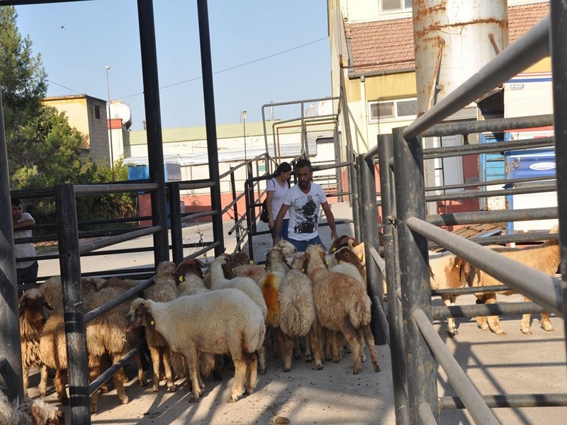 Küçükbaş Hayvanlar Genç Çiftçilere Dağıtıldı