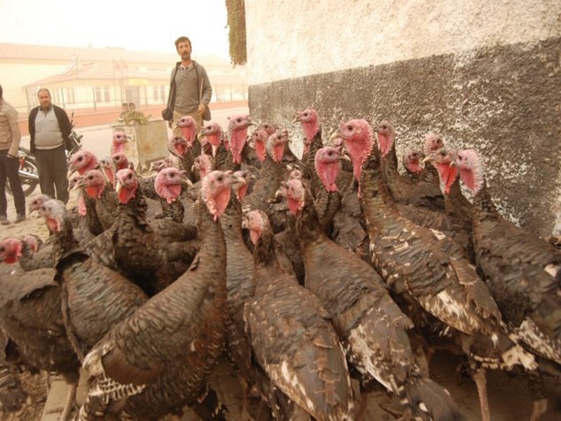 HİNDİ SATIŞLARI BAŞLADI