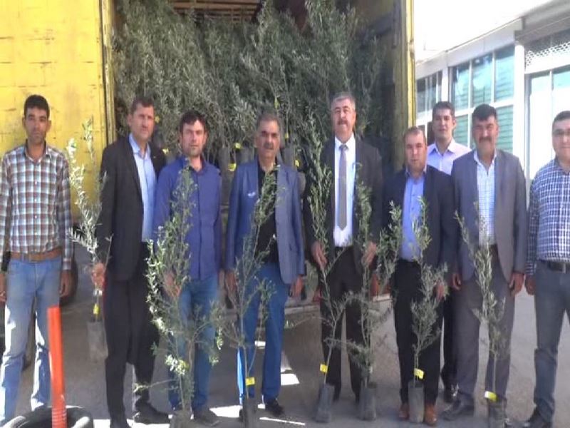 ÇİFTÇİLERE ÜCRETSİZ ZEYTİN FİDANI