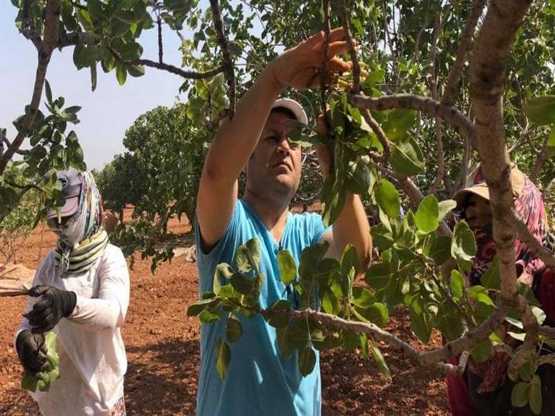 Milletvekili Şahin Tarlada Fıstık topladı
