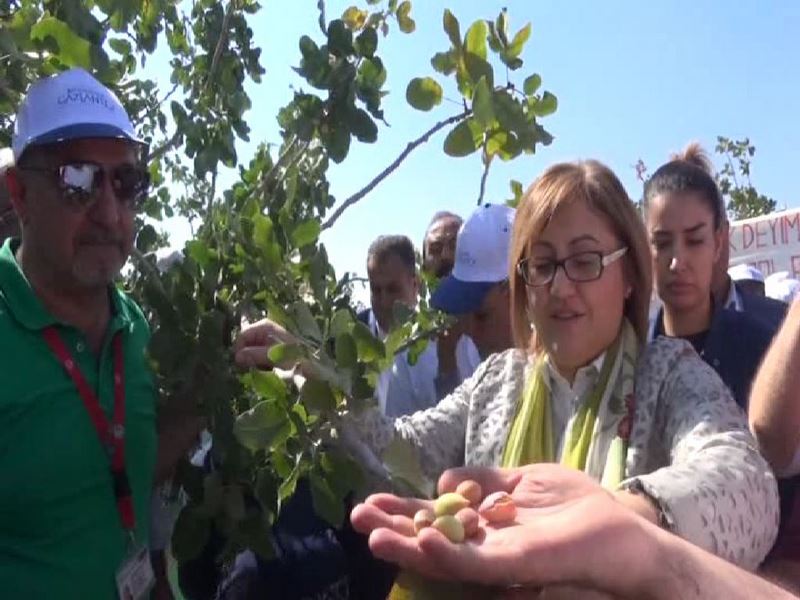 FISTIK FESTİVALİ BAŞLADI