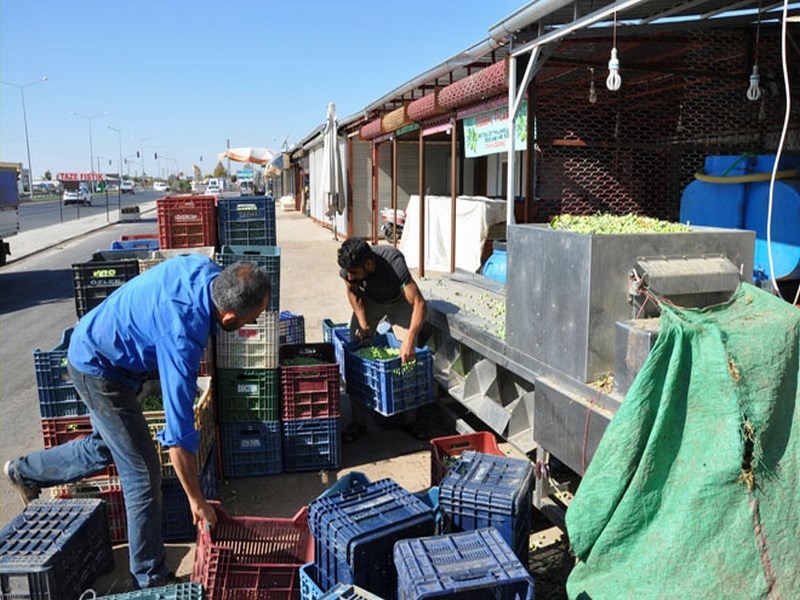 ZEYTİN SATIŞLARI BAŞLADI