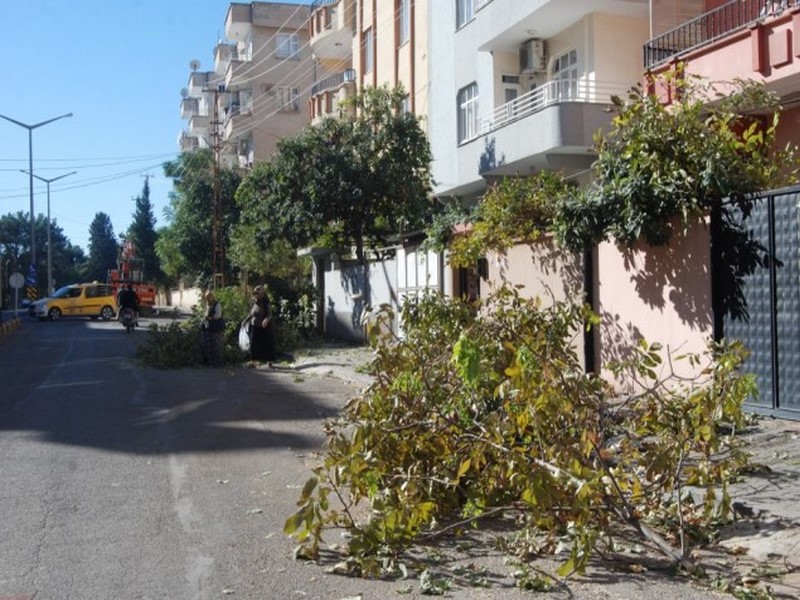 TEDAŞTAN AĞAÇ BUDAMA