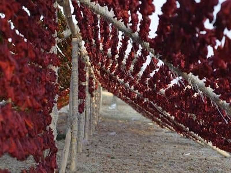 Nizip te kurutmalıklar tezgahlara asıldı