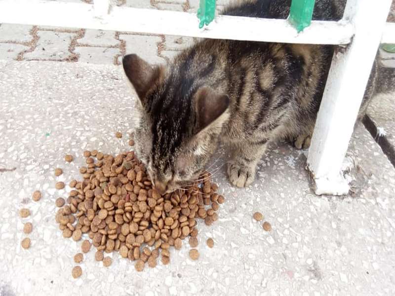 Sokak kedilerine kucak açtı